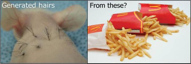 The mouse with hair from McDonalds